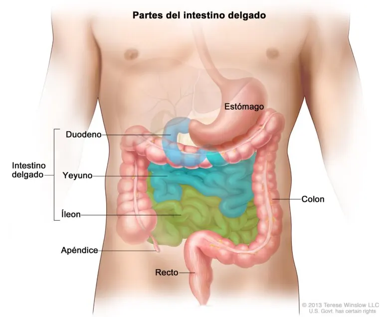 Anatomía del intestino delgado