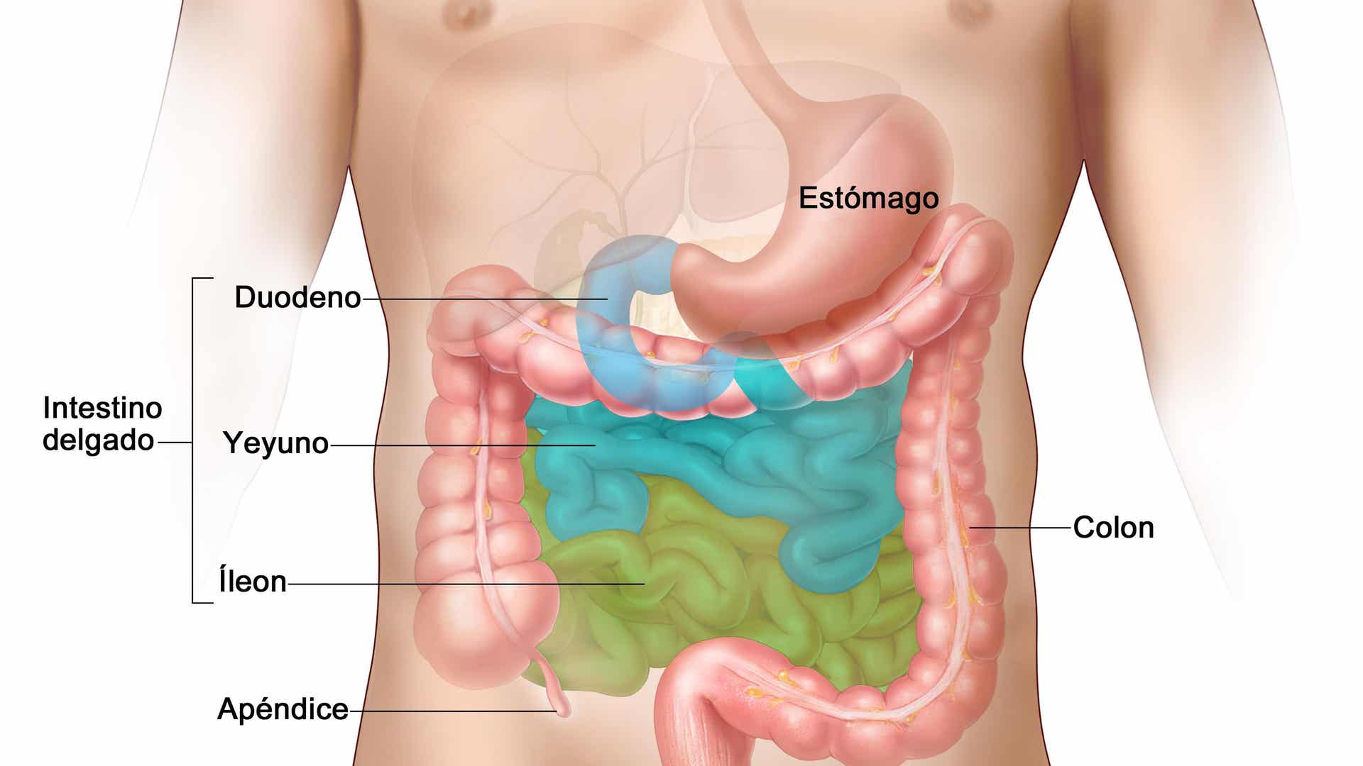 Fisiología del intestino delgado Mejor con Salud Fisiología del intestino delgado Mejor con Salud