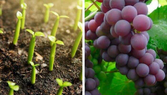 Descubre cómo cultivar uvas en casa