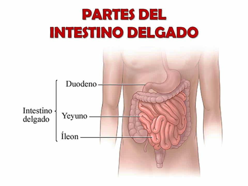 partes del intestino delgado