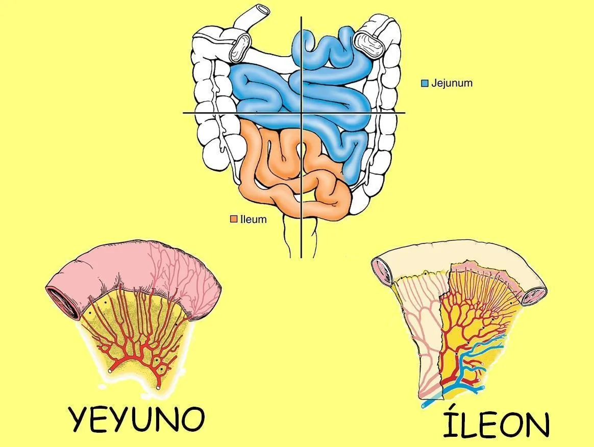 El yeyuno y el Íleon