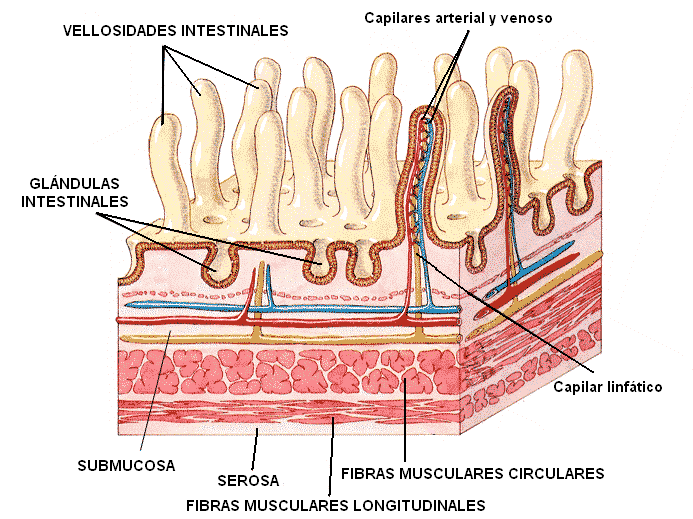 Las capas del intestino delgado