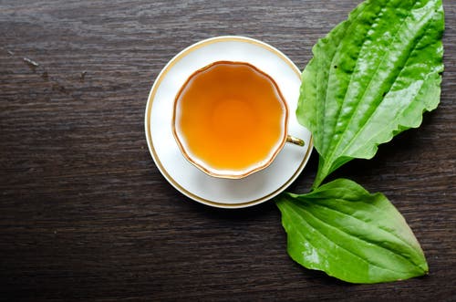 Plantago o llantén