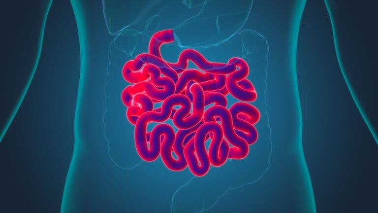 Fisiología del intestino delgado