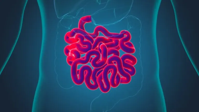 Fisiología del intestino delgado