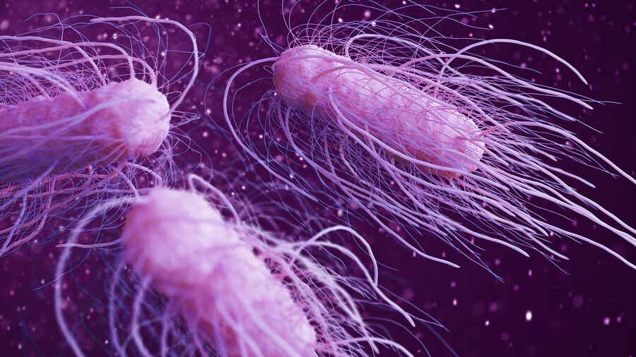 Las 9 bacterias peligrosas más dañinas para el ser humano