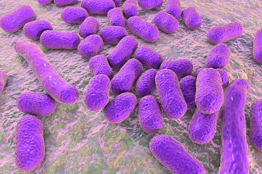 Acinetobacter baumannii una de las bacterias peligrosas para la salud humana.