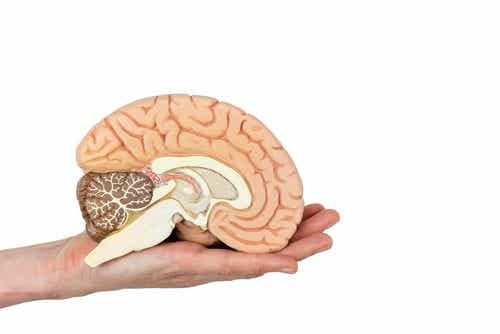 Corte transversal del cerebro para visualización de sus partes.