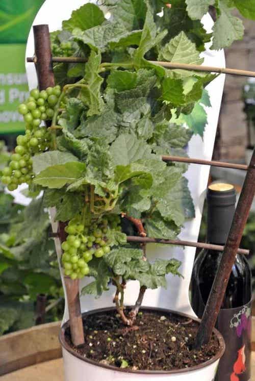 cultiva uvas: preparar un soporte