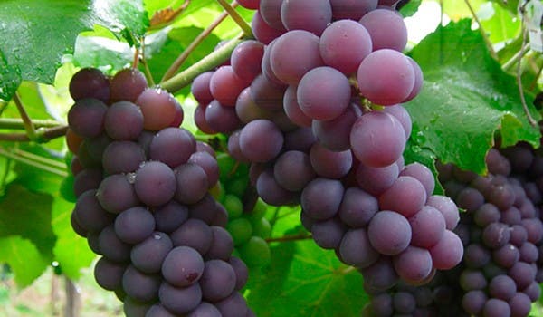 Uva dulce
