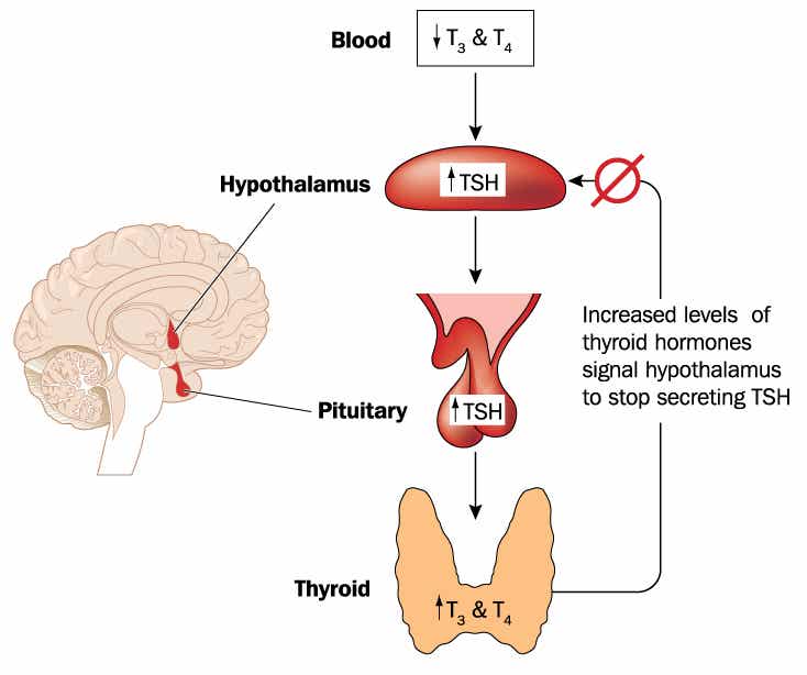 Regulación del eje hipotálamo - hipófisis - tiroides