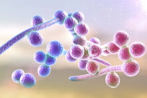 Imagen 3D de una levadura de Candida spp