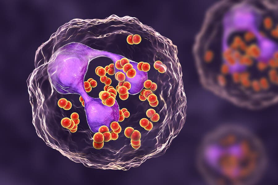 Neisseria gonorrhoeae otra de las bacterias peligrosas para la salud.