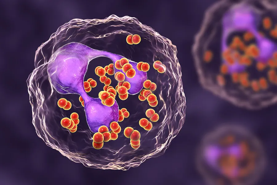 Neisseria gonorrhoeae otra de las bacterias peligrosas para la salud.