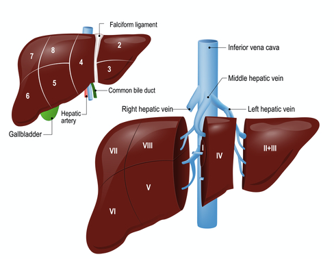 El hígado se comporta como un repertorio de sangre y una barrera frente a patógenos