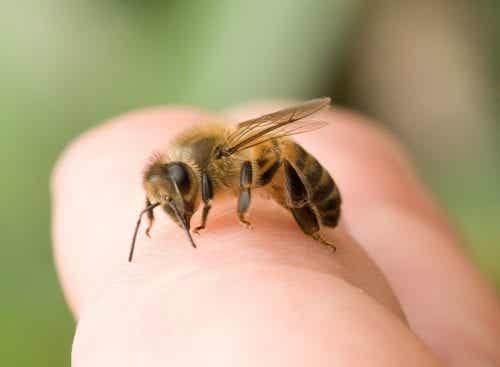 Picadura producida por abeja