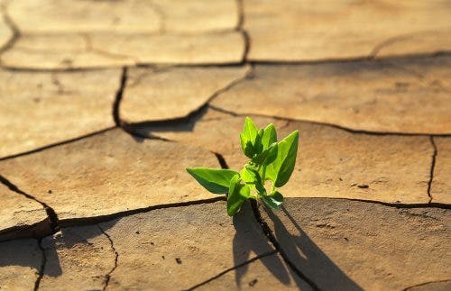 planta-en-terreno-desértico