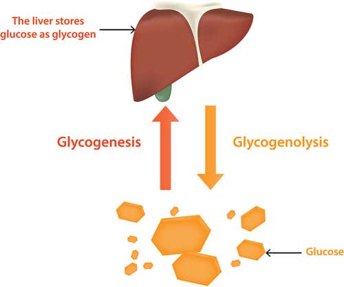 Regulación del metabolismo de la glucosa por parte del hígado