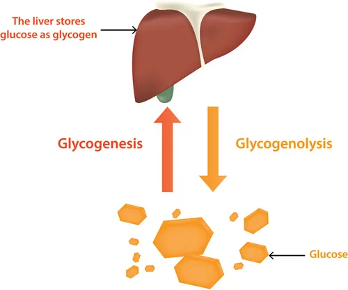 Regulación del metabolismo de la glucosa por parte del hígado