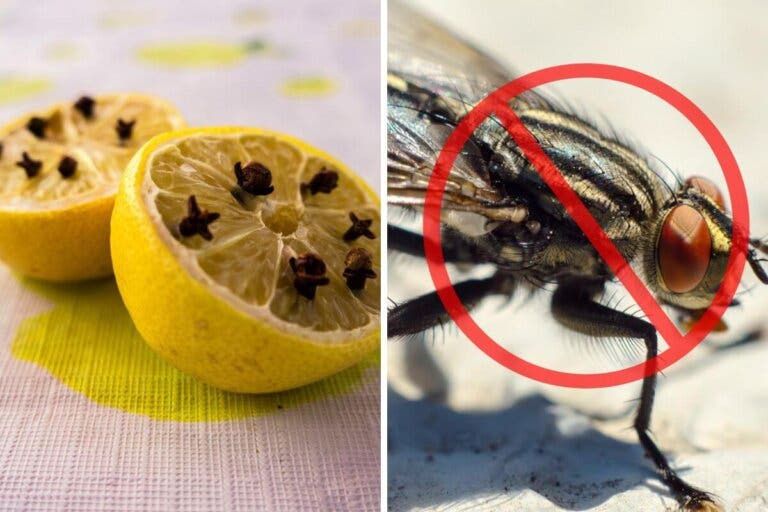 11 repelentes naturales para moscas