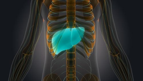 Situación anatómica del hígado humano