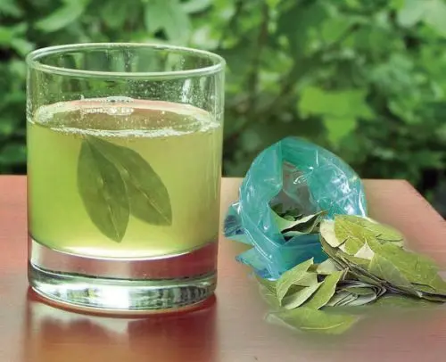 te-hojas-aguacate