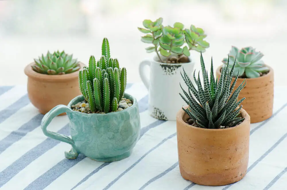 Plantas suculentas.