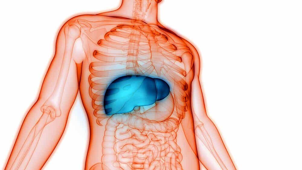 Anatomía del hígado - Mejor con Salud