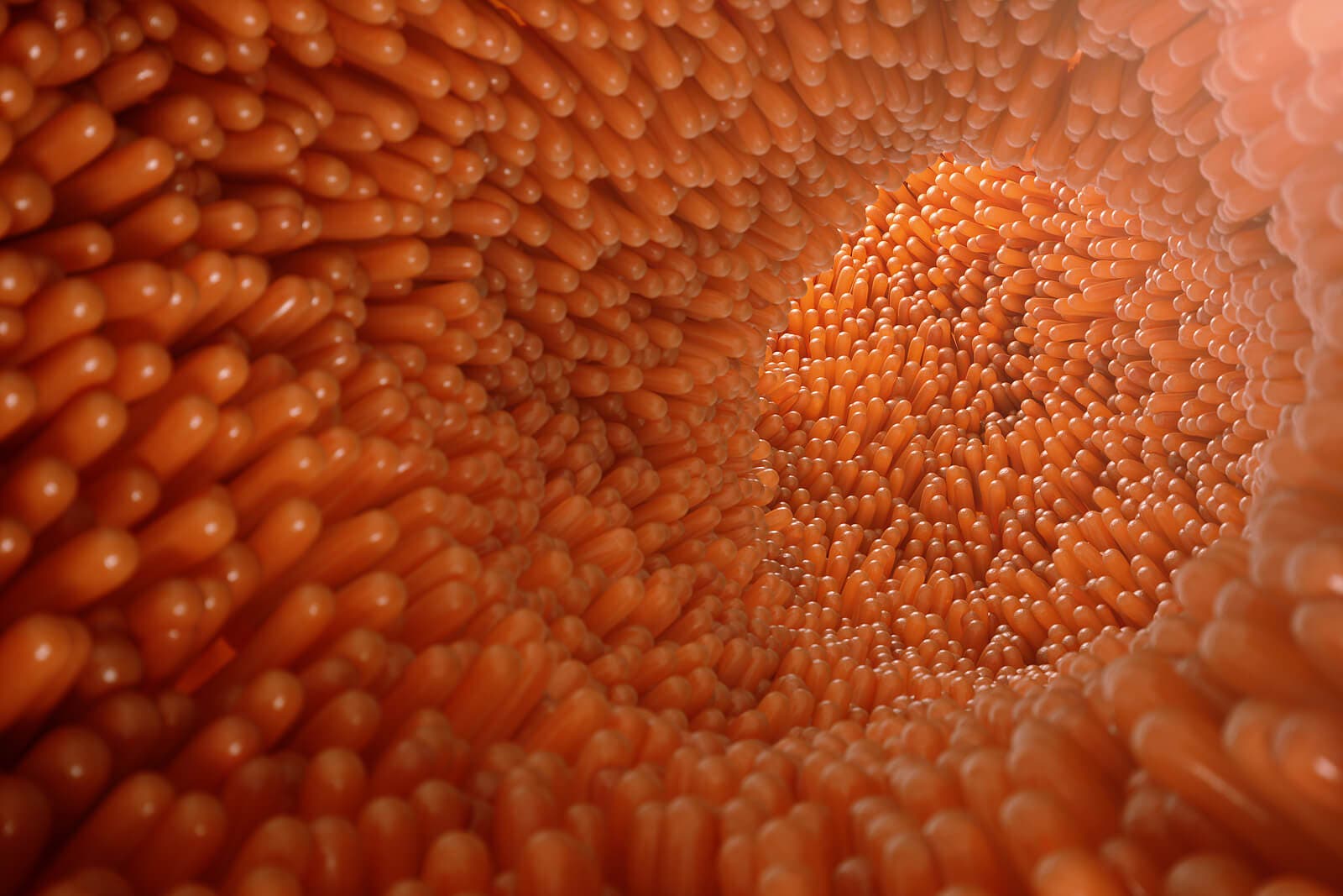 Villosités de l'intestin grêle.