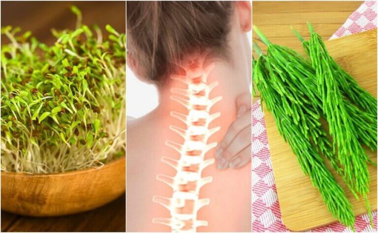 7 plantas medicinales que te ayudan a cuidar la salud ósea