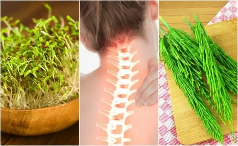 7 plantas medicinales que te ayudan a cuidar la salud ósea