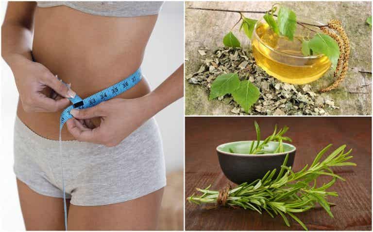 8 hierbas complemento de dieta para bajar de peso