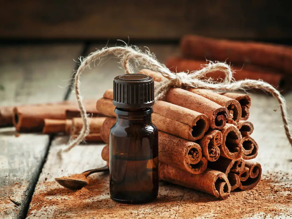 Aceite esencial de canela para preparar aceite de ratero.