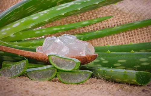 El aloe vera favorece la cicatrización de los cortes.