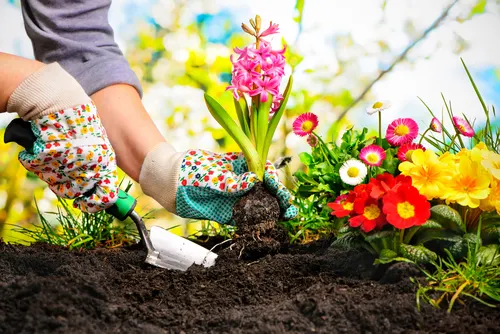 Conoce cuáles son los cuidados especiales que debes tener con tus plantas