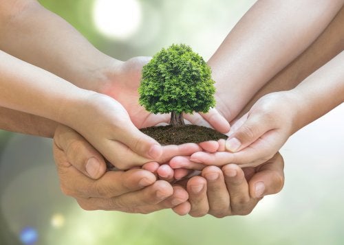 Cómo proteger al medio ambiente