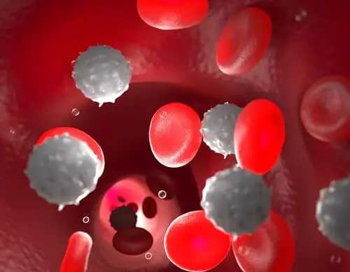células de la sangre
