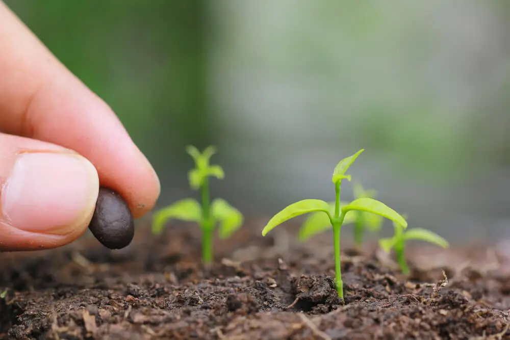 Graines germées dans le régime végétalien.