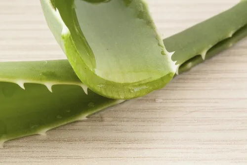 Aloe vera para gel de ducha casero