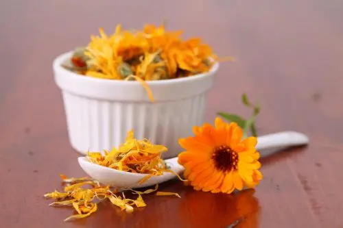 calendula