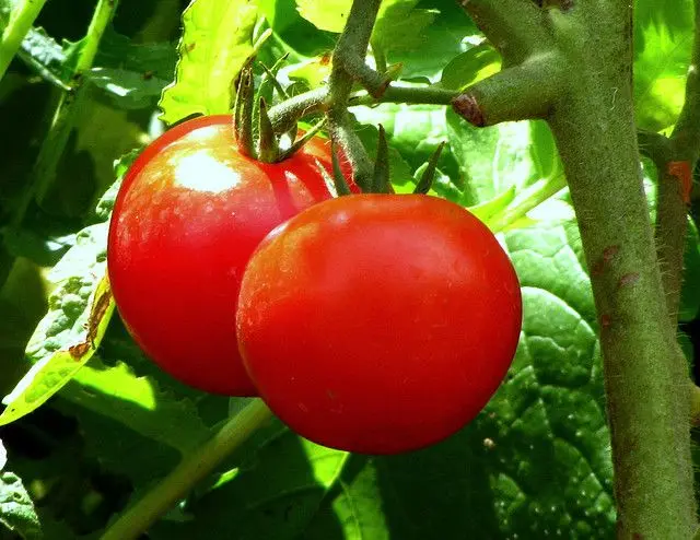 estreñimiento tomate