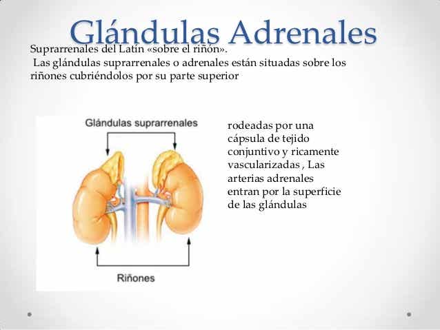 Glándulas adrenales que median en la fatiga adrenal