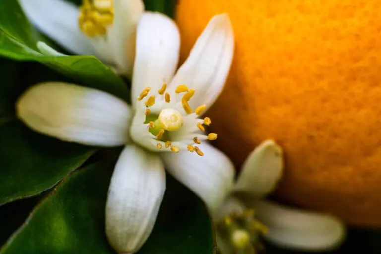 3 increíbles beneficios de la flor de azahar