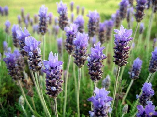 La lavanda es ideal para aromatizar tu hogar