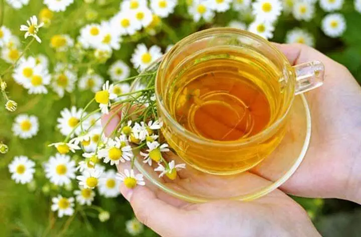 Manzanilla para proteger las uñas