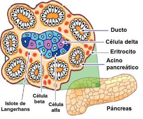 Celulas Del Pancreas