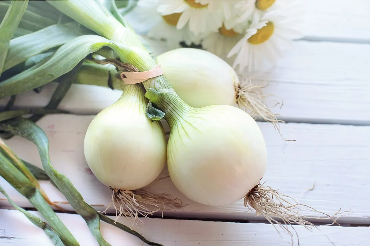 Cebolla, alimento para elevar las defensas del organismo
