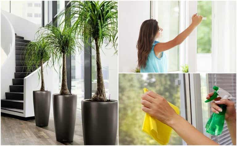6 cosas que puedes hacer para mejorar la calidad del aire de tu hogar