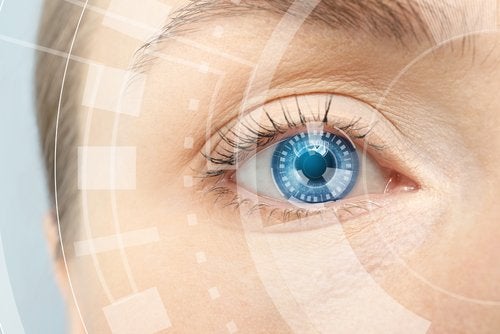 Anatomía del ojo