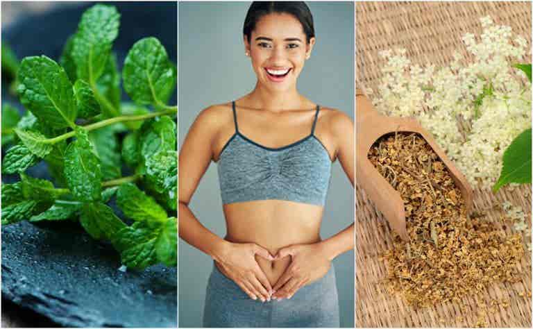 Cuida tu digestión con estas 6 plantas curativas